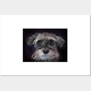 Miniature Schnauzer Posters and Art